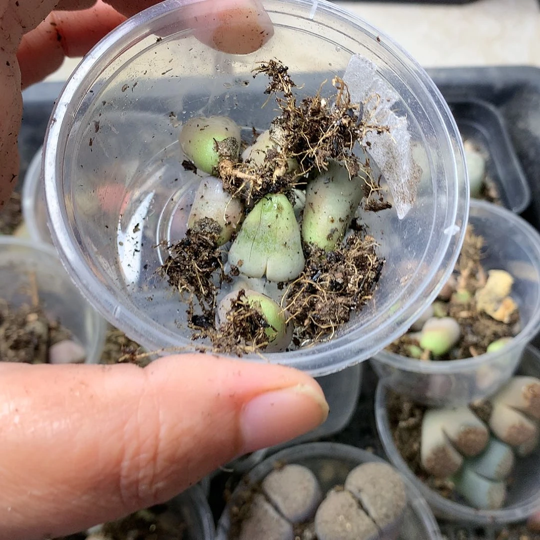 徐*欢M241多肉植物保护