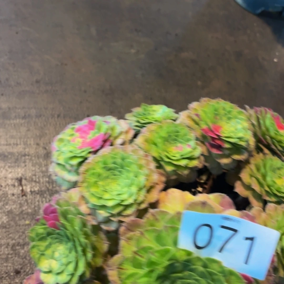 哈哈多肉葡萄福利071