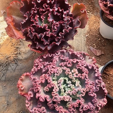 别****。3 号包菜系列 2 棵