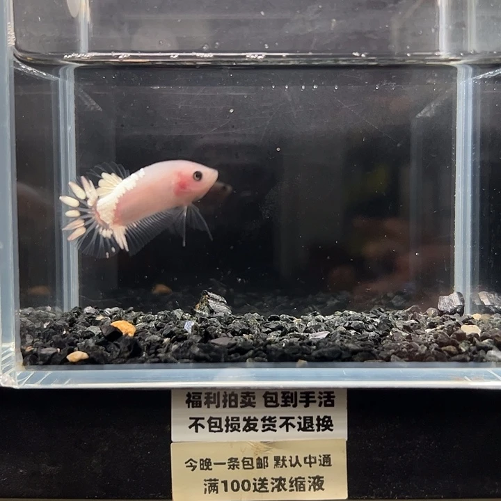 斗鱼一单包邮13日79