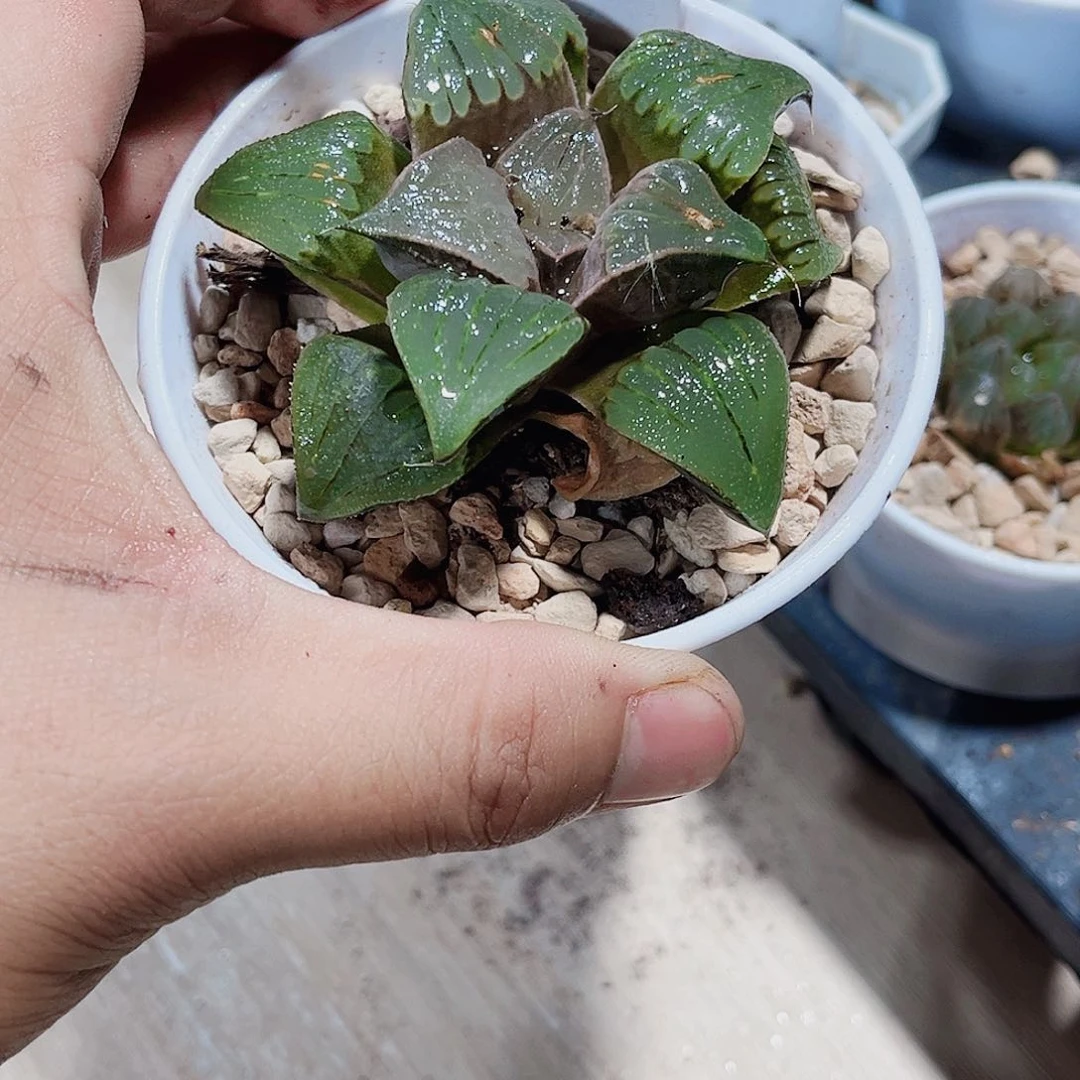 特价处理新手好养