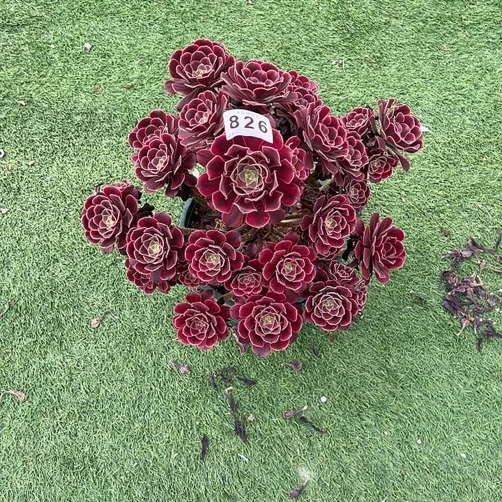无花朵用****0826美杜莎多肉植物