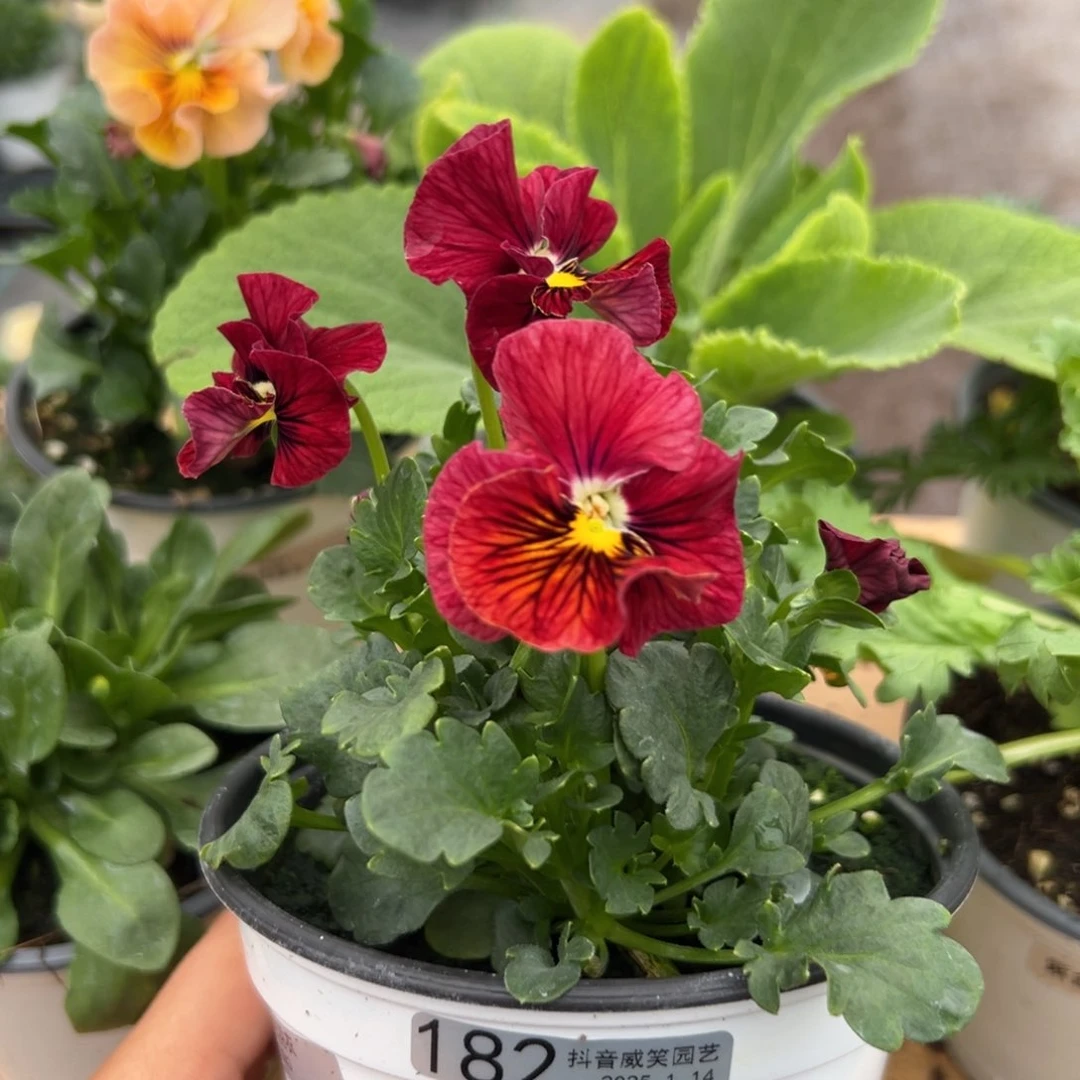 红陶抖音威笑直播间闪拍182