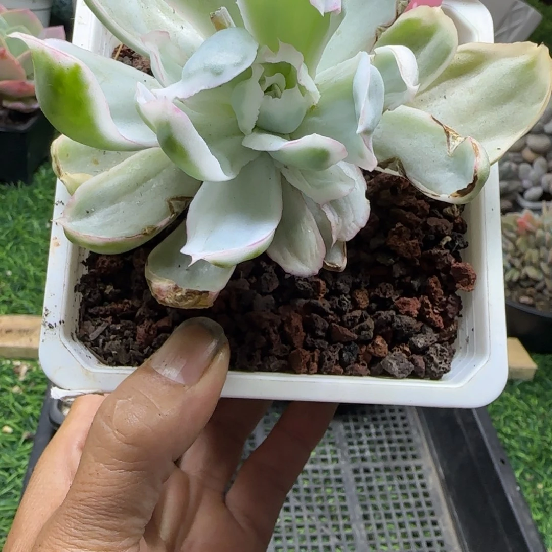 锦安精品多肉植物254