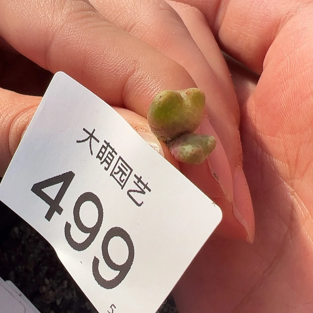 0000499量拍园艺ARM714B鹿角斑马双头1颗