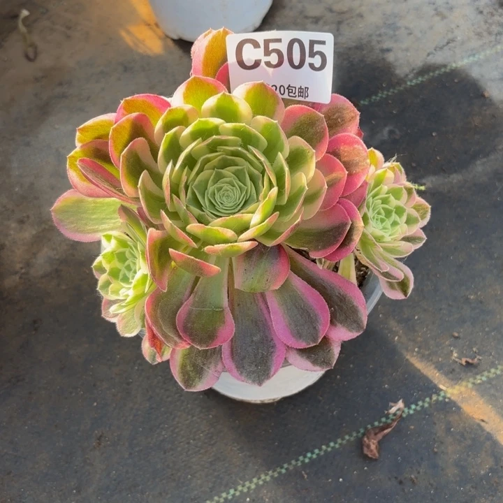 瑞妈多肉植物505绿体倾城