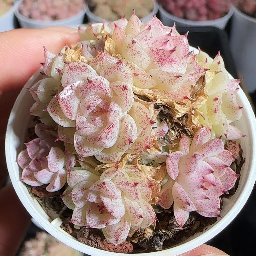 多肉1219-35小魔仙