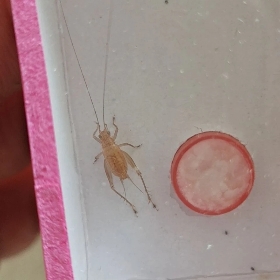 冬黄蛉 中黄蛉爬宠鸣虫叫声悦耳