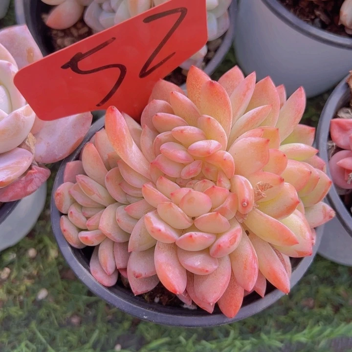 健健康康平平安安