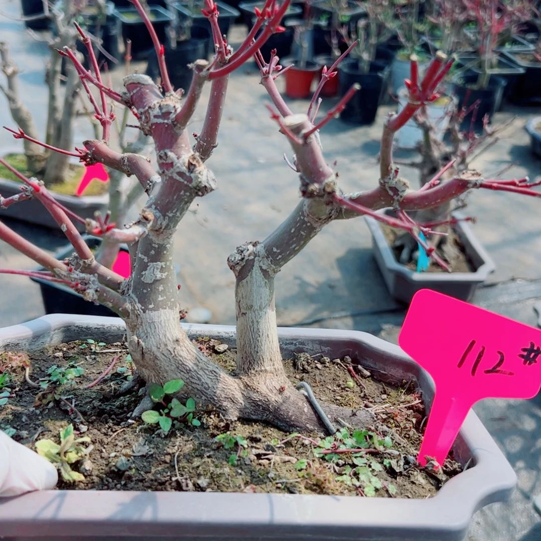 暇*居枫树枫树枫树枫树