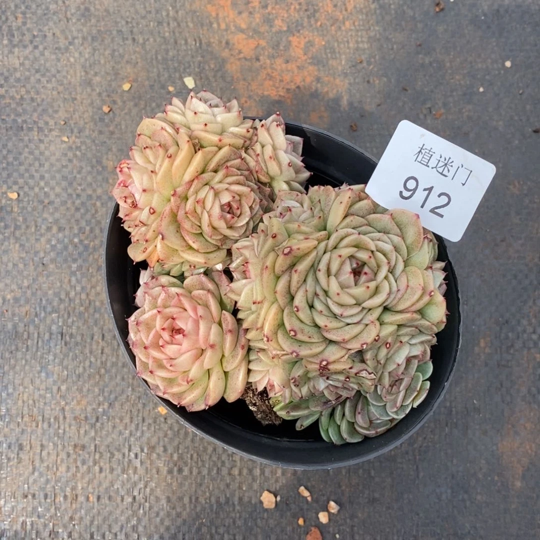 彩***笑不包整散掉头912散~特