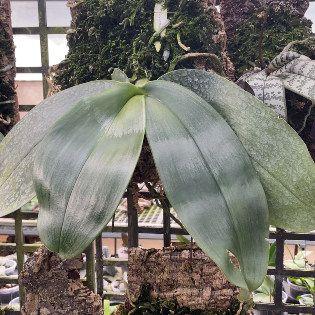 当前无花栽培后可以开花红象板植