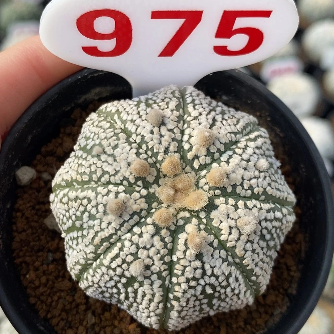 975奇迹兜特价包邮