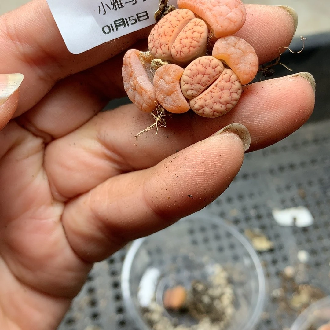 B45多肉植物保护研究所