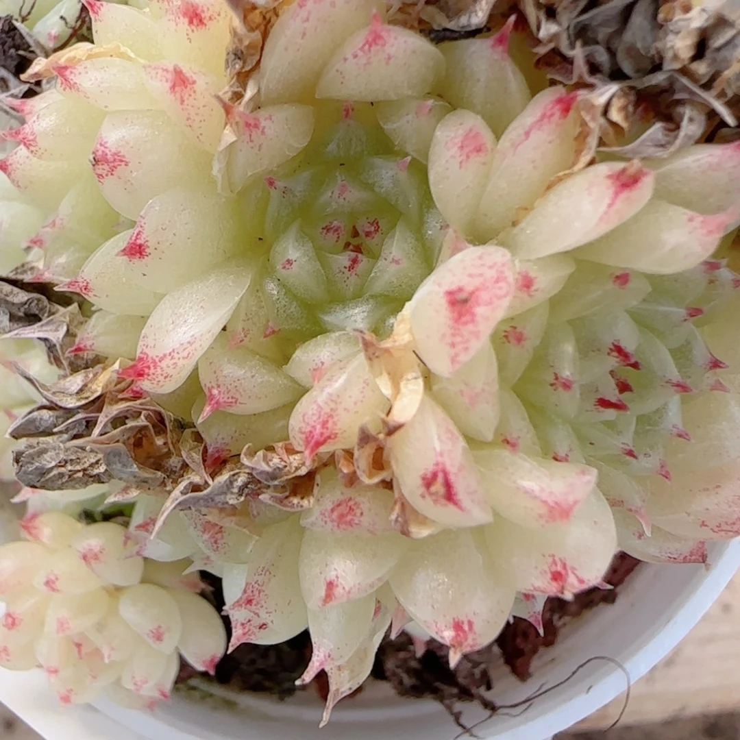 a***a花语多肉1214-193散