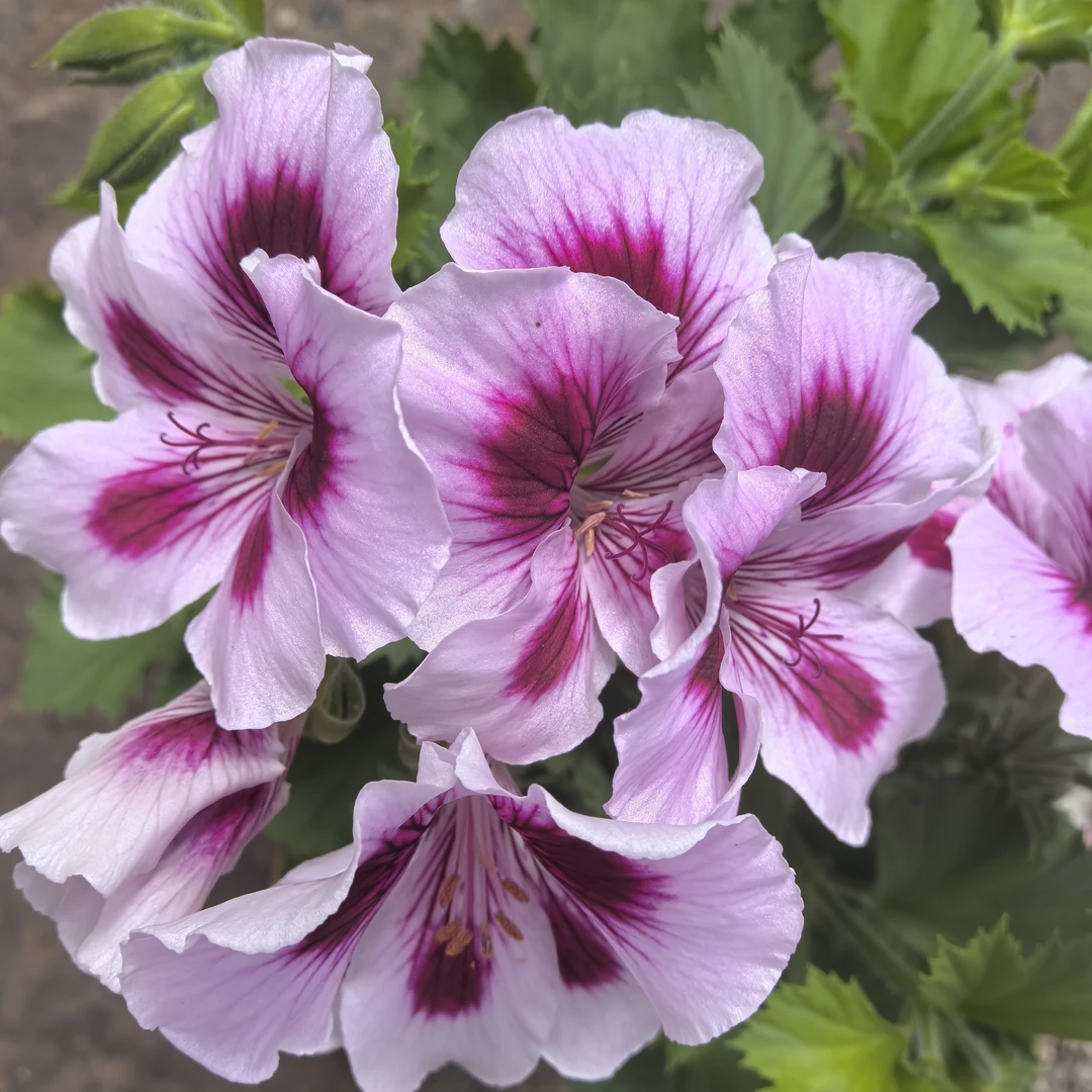 【丁香】小黄家蝴蝶梅大花天竺葵