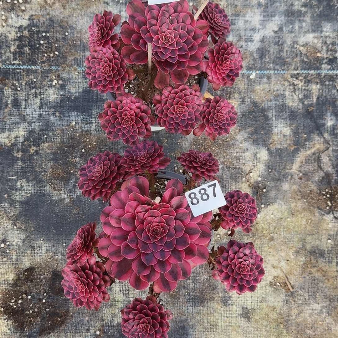 艾***茜不开花植物887黑铜超白半木质桩