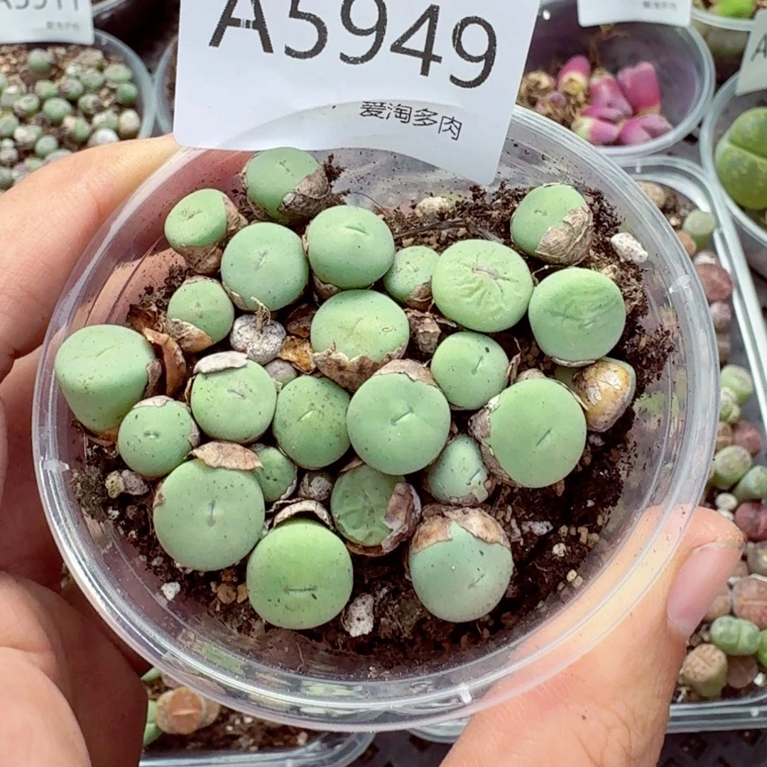 5949–生石花 生石花