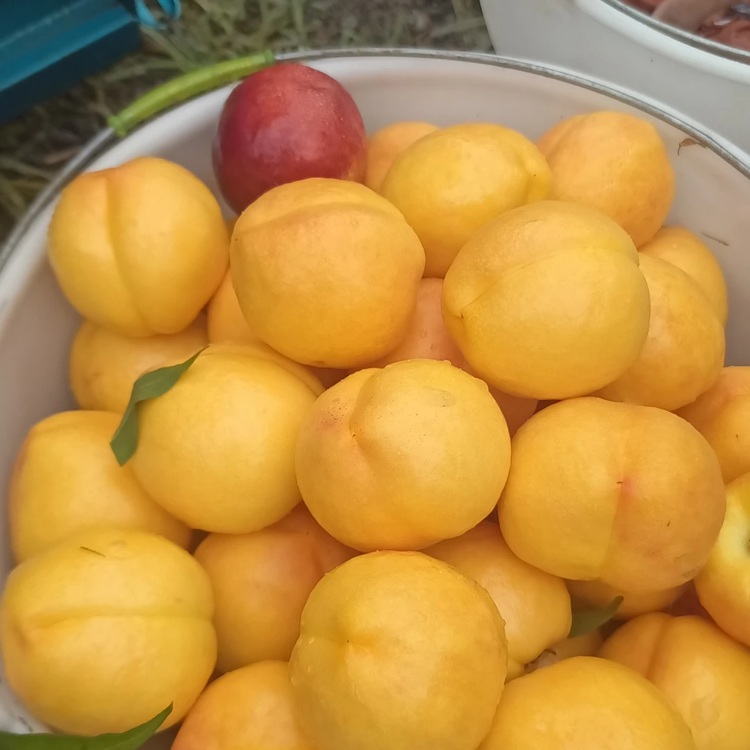 天津蓟州树熟黄金油桃3/5斤天津市