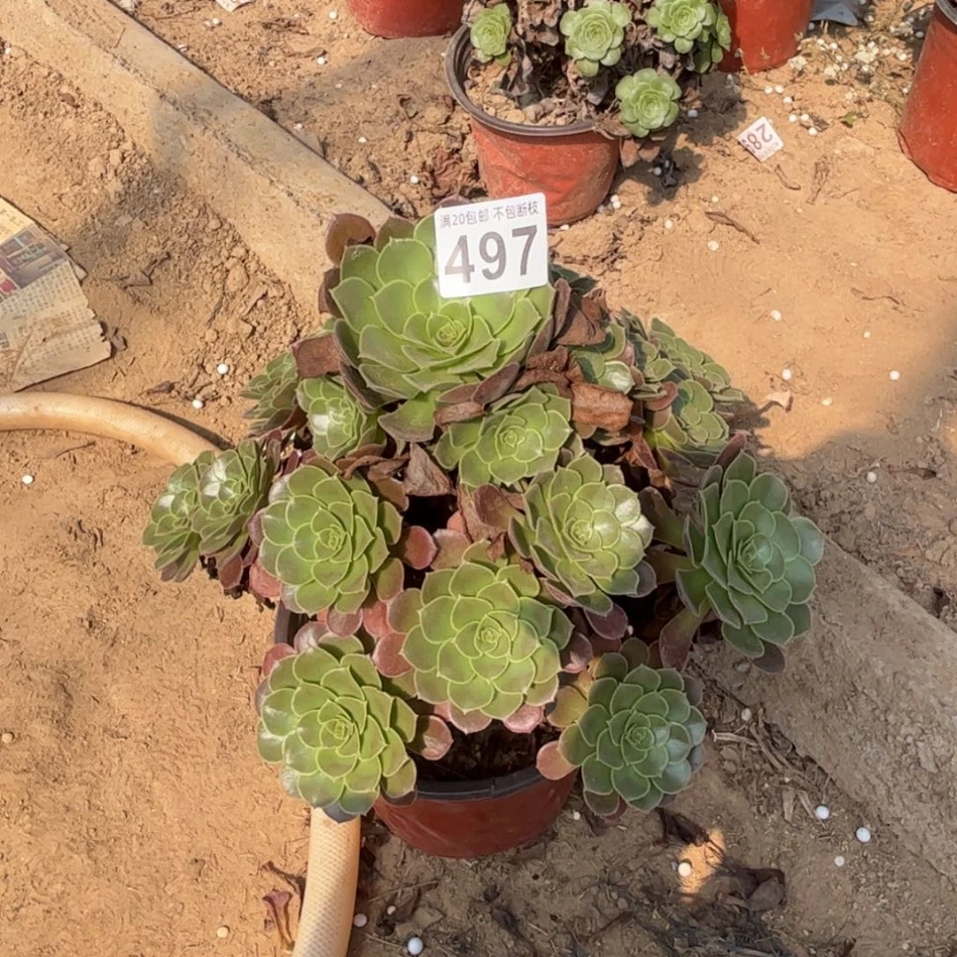 张***菊荷兰玫瑰497不包断枝