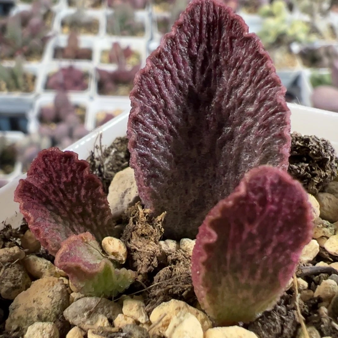 实生新品大苗多肉植物水泡