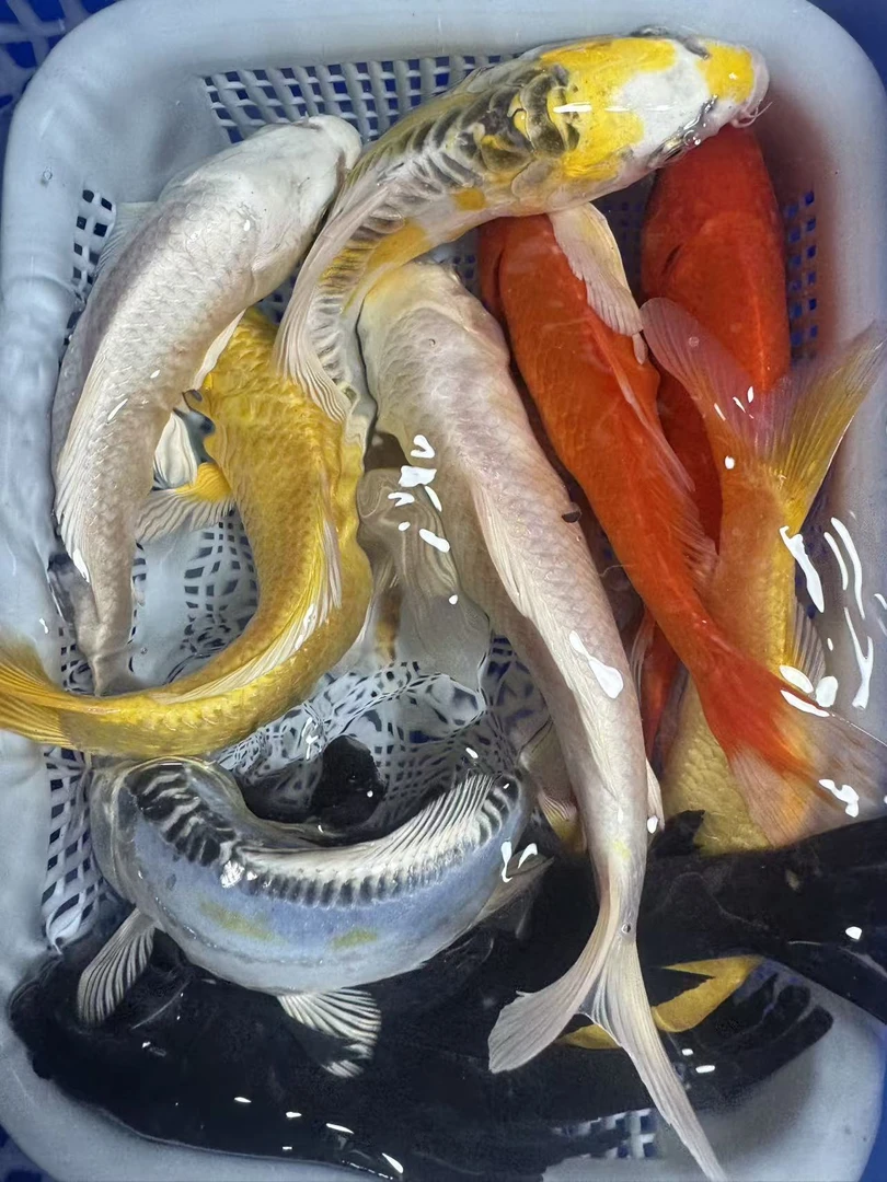 【十全十美10-12cm2黄2黑2白2红草2德系共10条】冷水锦鲤鱼好养耐活