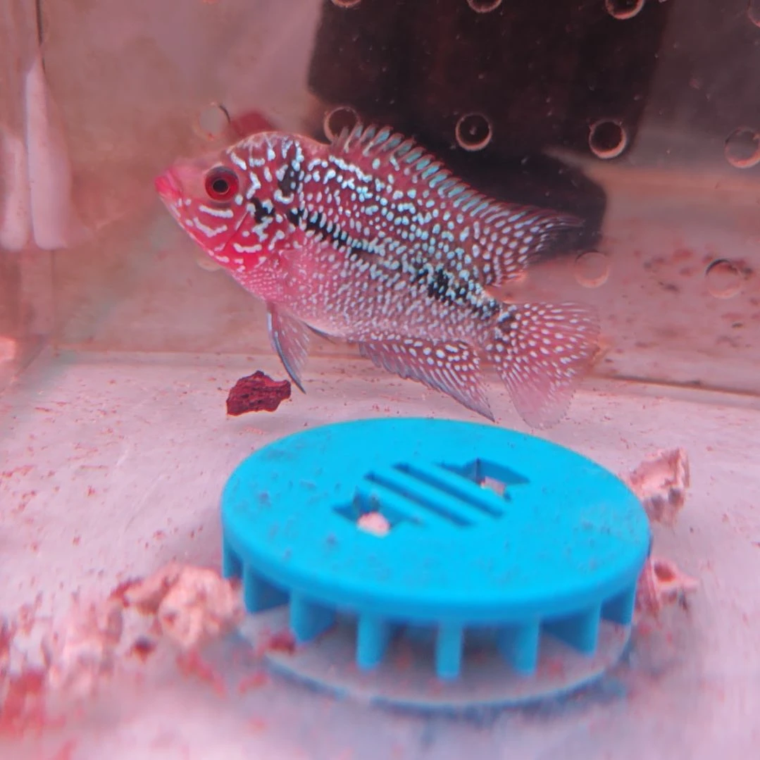 海水鱼淡水热带鱼罗汉鱼大苗