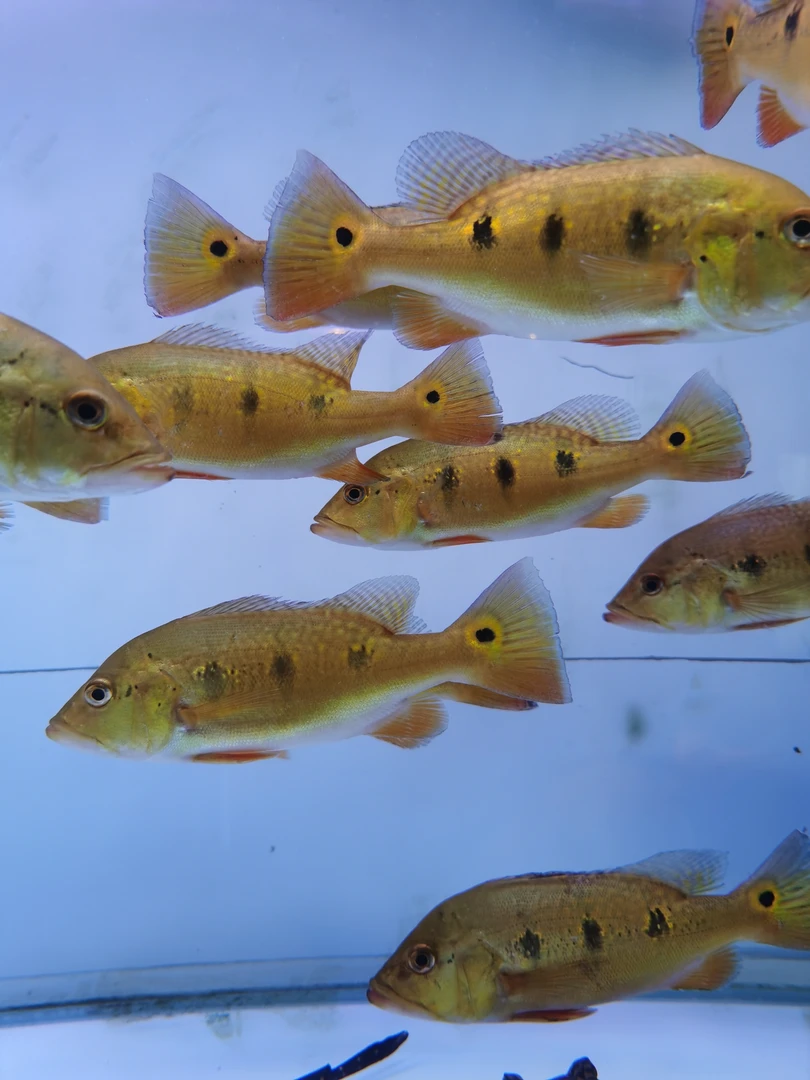 野生帝王蓝帆三间鱼20-25公分热带观赏鱼龙鱼高端配鱼