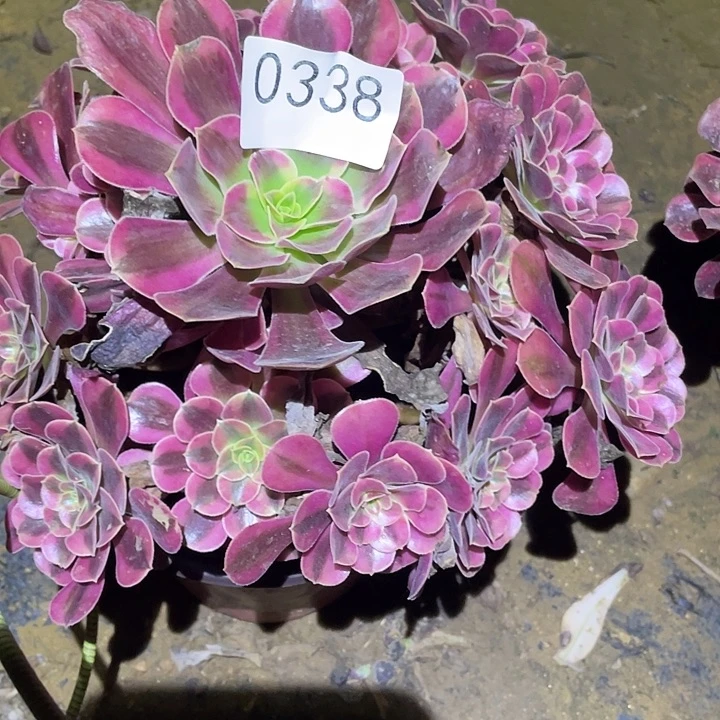 多肉植物法师338美杜莎