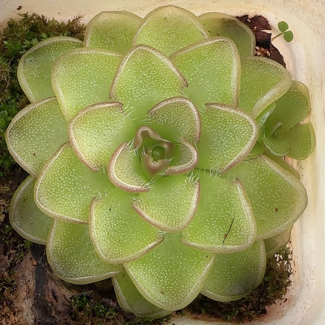 1107----229近藤捕虫堇