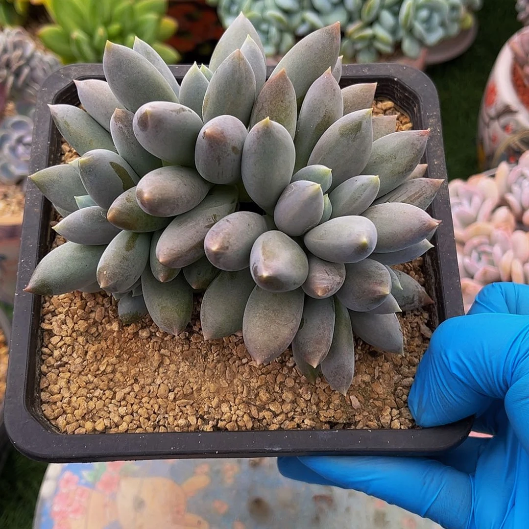 哥特萝莉一物一拍