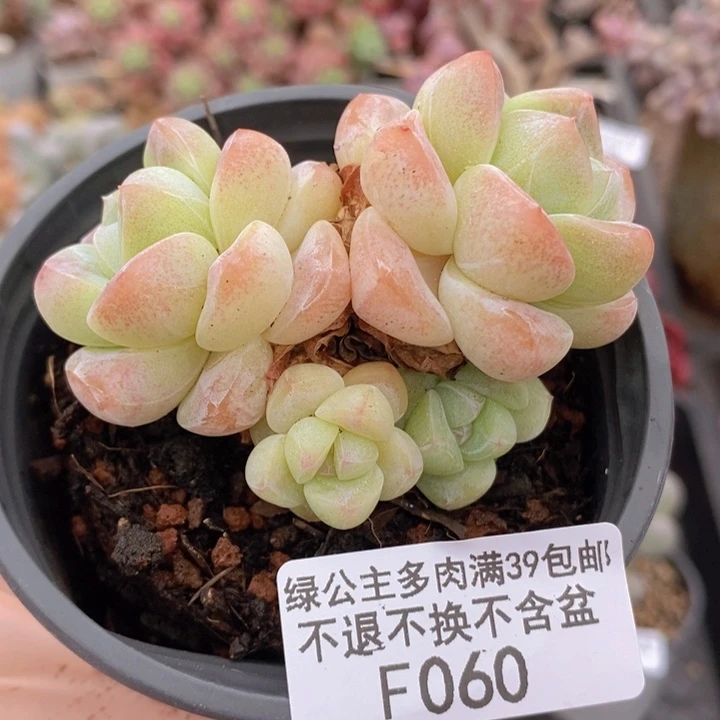 碧玉7cm060多肉植物