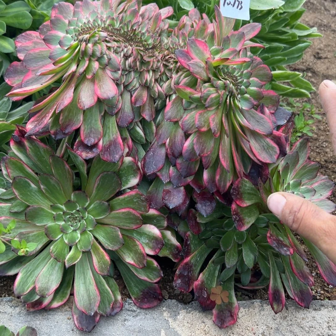 173烟花缀龙头不包断