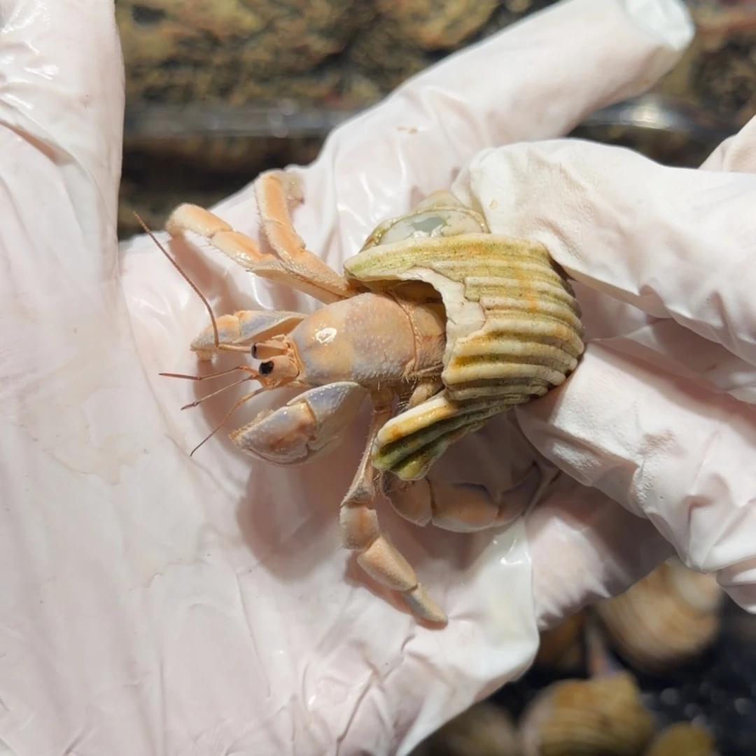 8号 2.3口 小奶橘