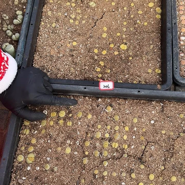 生石花11111。     206