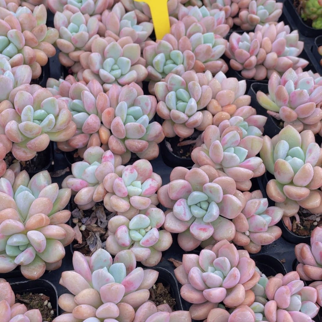 1436号 白鹭 花斑鹭群生一个