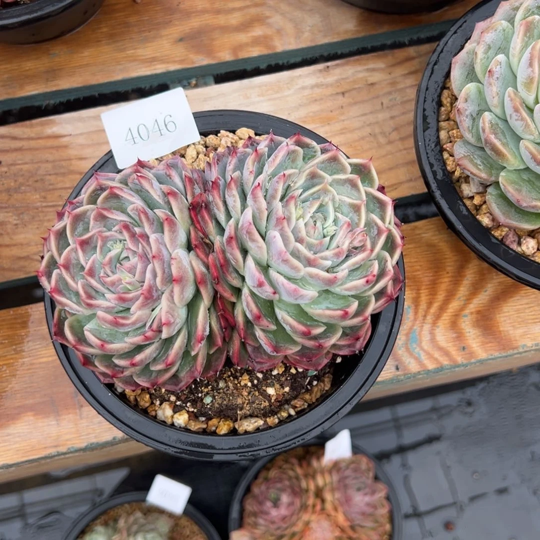 用****74046多肉多多多多多