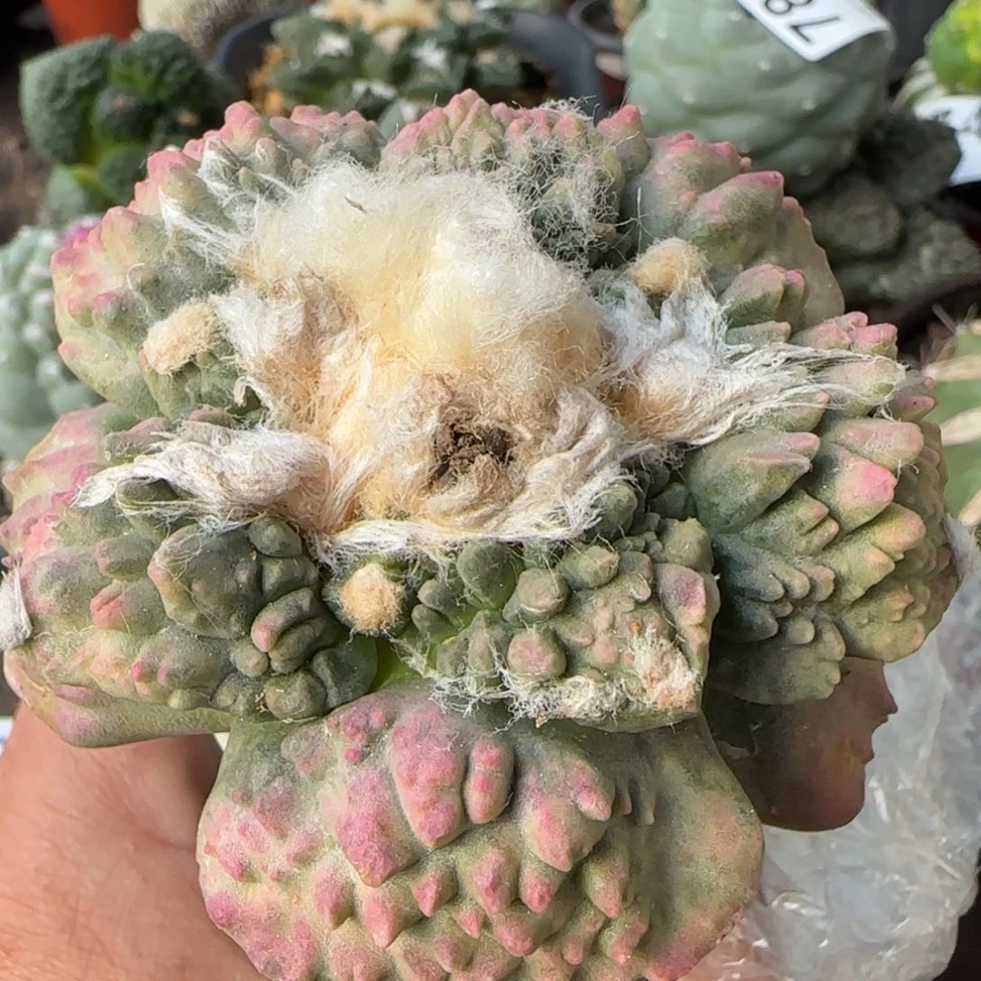 【闪购商品】怒涛锦带种子