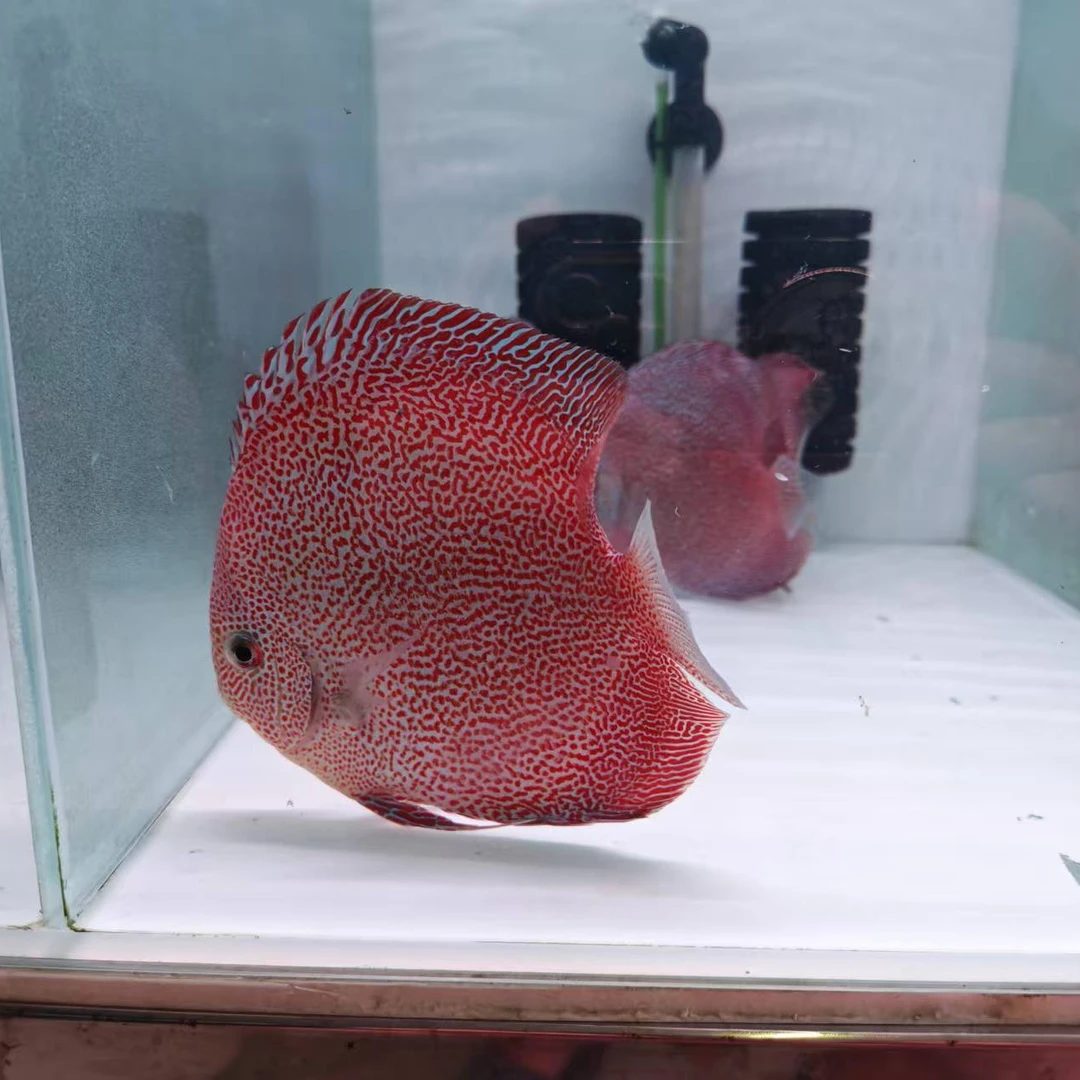 精品十八栋德松大厨直播间特惠