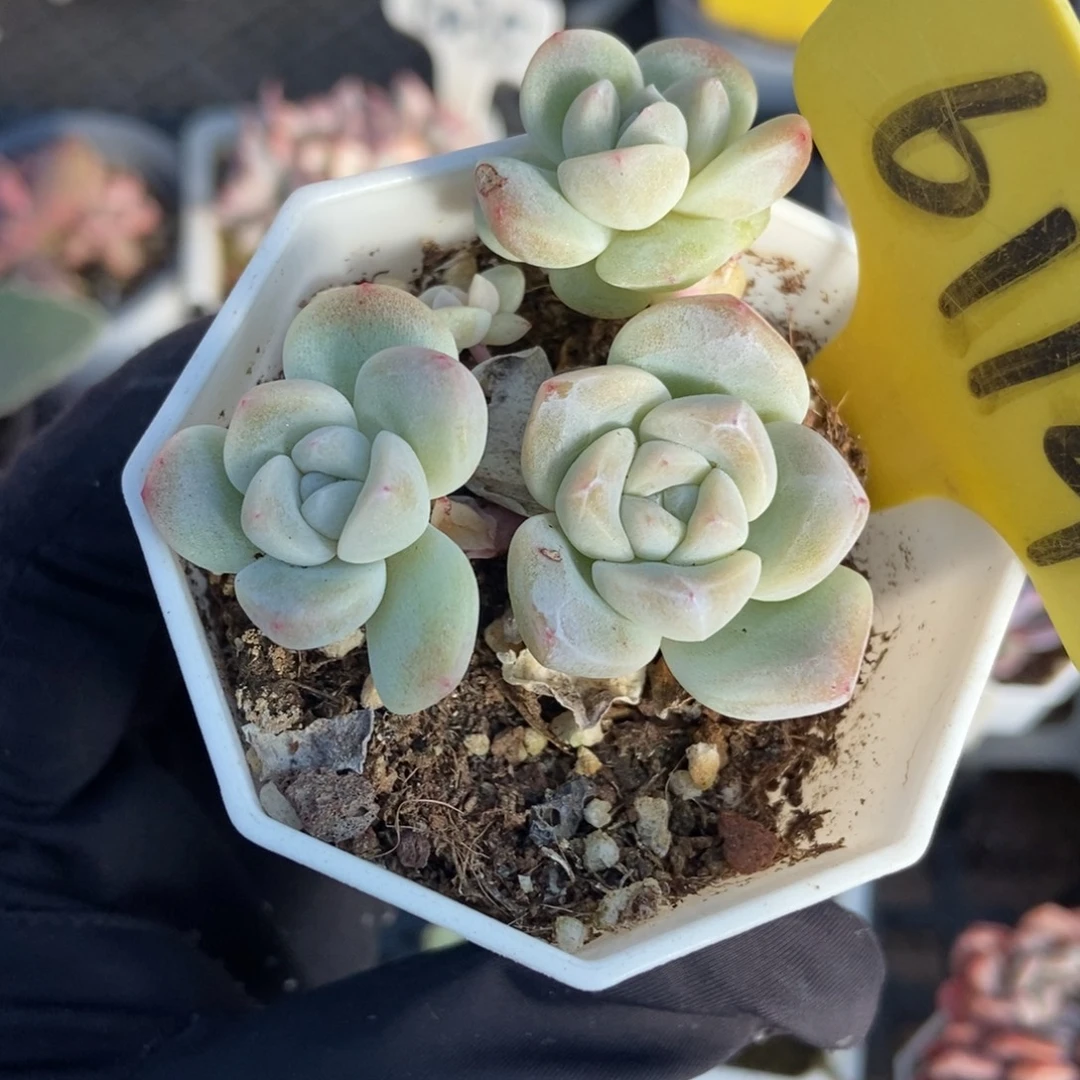 6114小树冰玉多肉植物