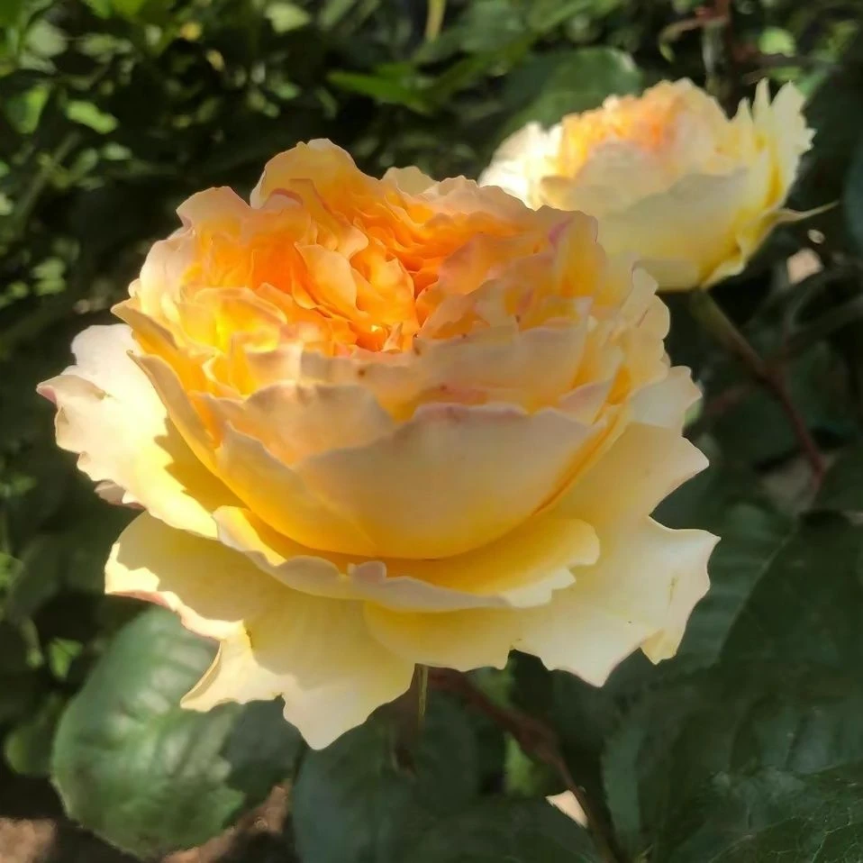 碧翠丝月季花苗阳台盆栽花卉四季开花植物带花苞香蔷薇玫瑰花树苗