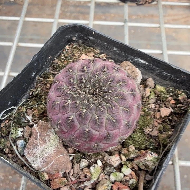 红丽丸单头3仙人球