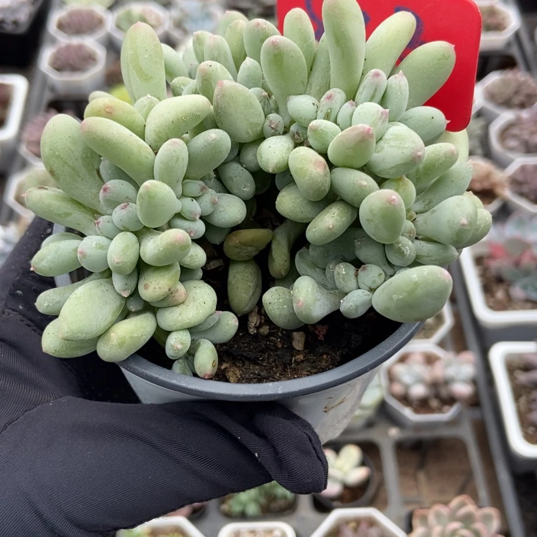 823糖豆奶缀多肉植物