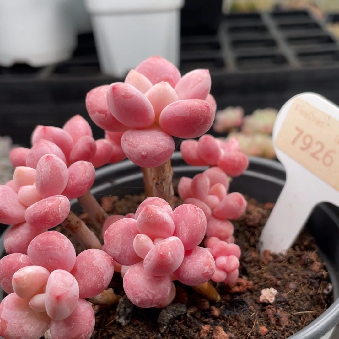 樱花洛神7926-10.5厘米