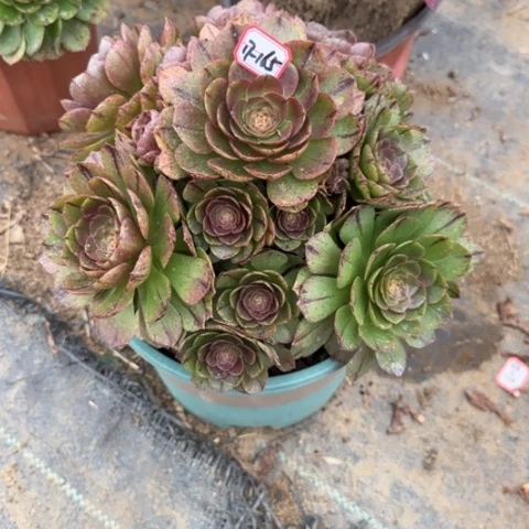 19-165拉丝多肉植物