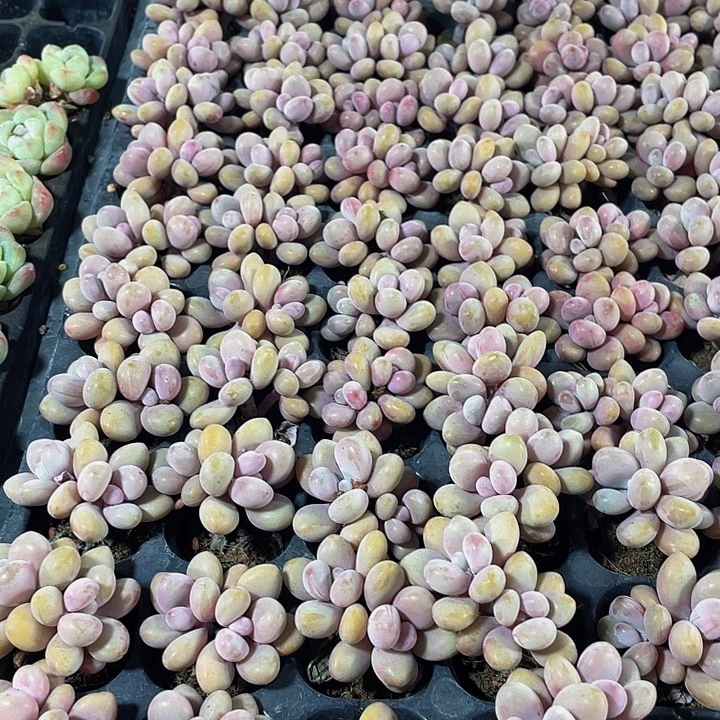 双头小桃蛋1元带土发货