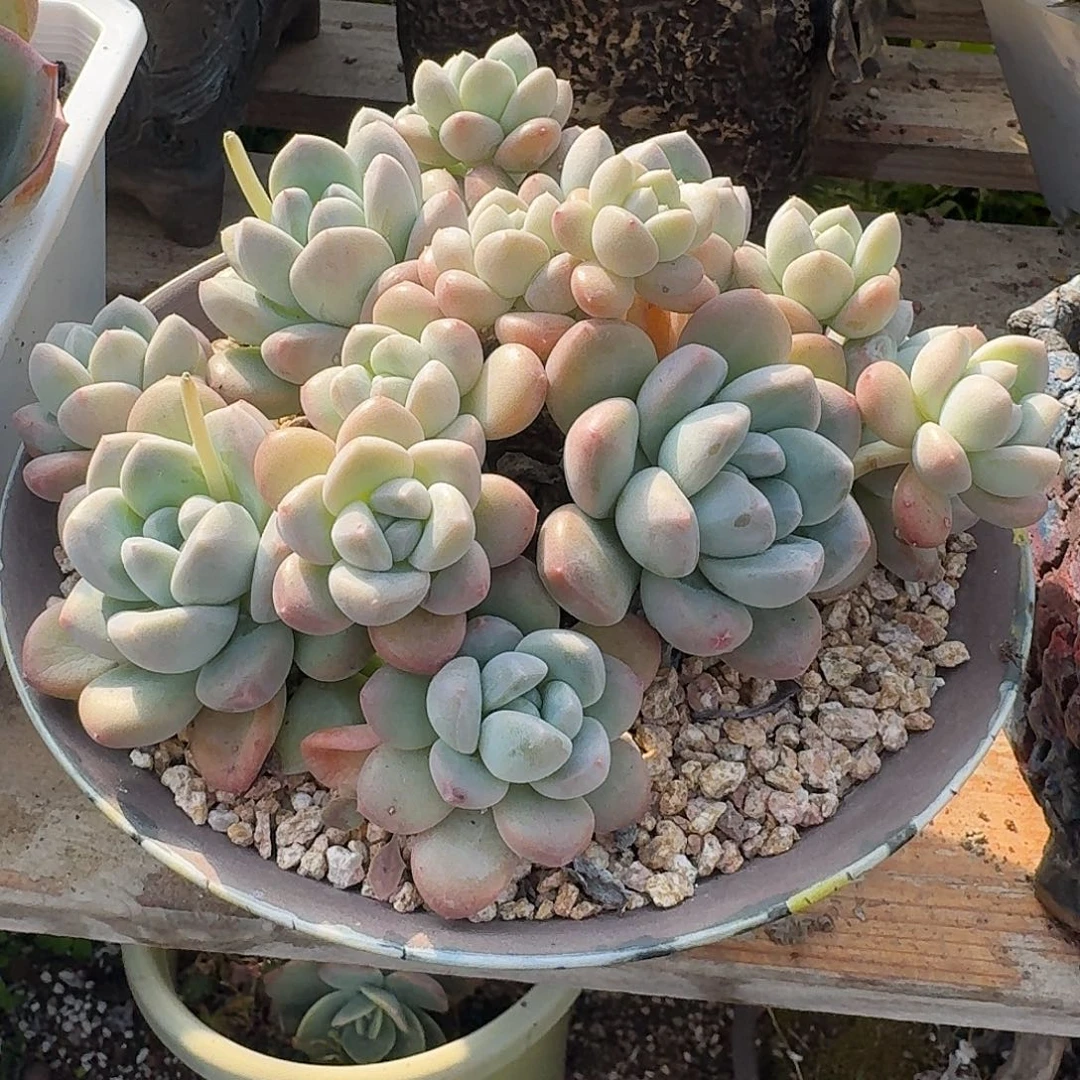 伢*乐313166464646464644646