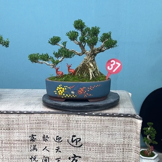 以实际为准精品黄杨老桩