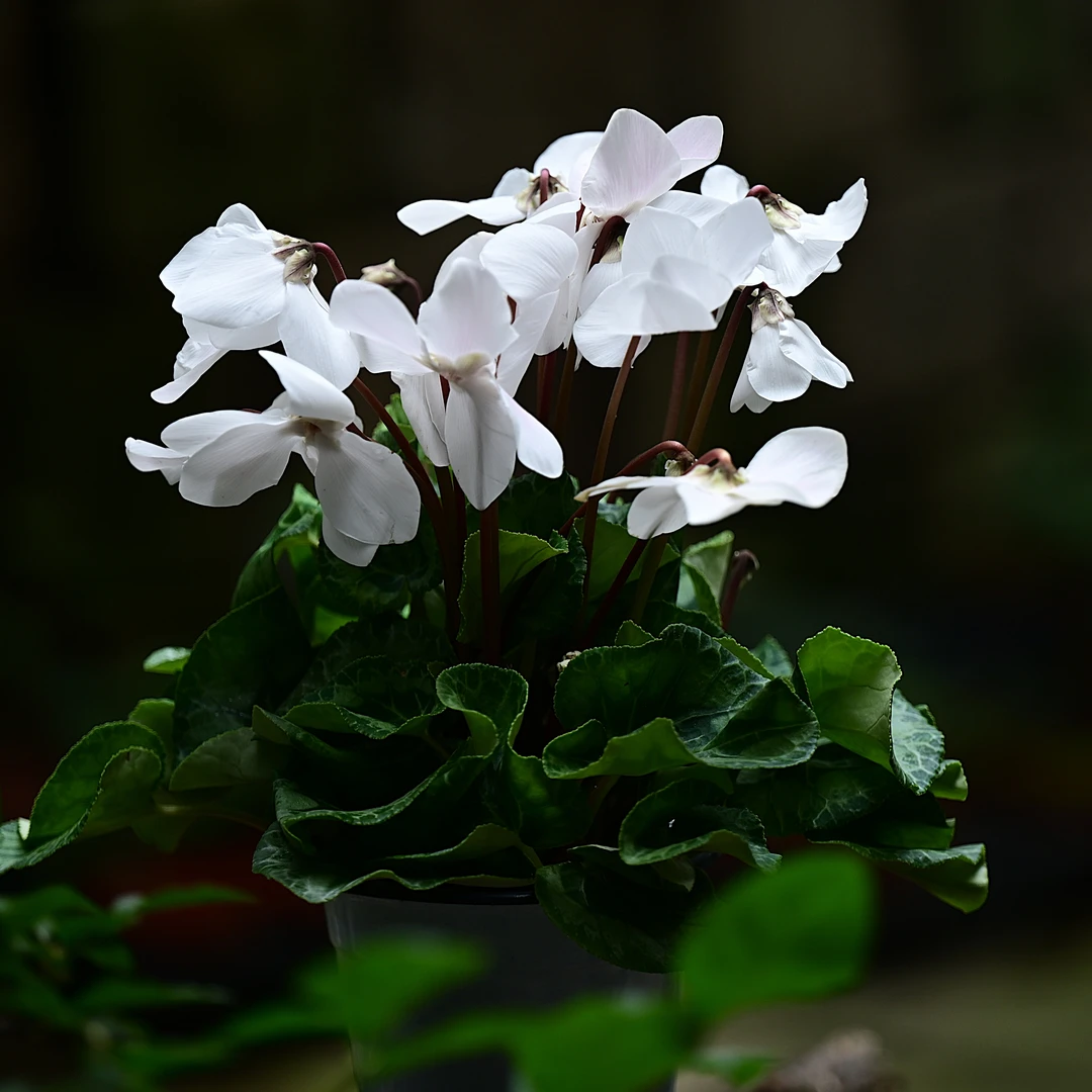 仙客来14厘米盆室内花卉生长多季开花多年生常绿草本