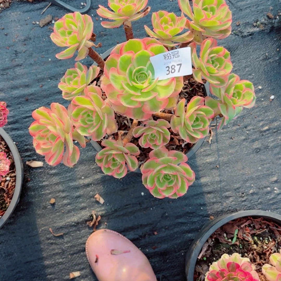 387 多肉植物法师锦